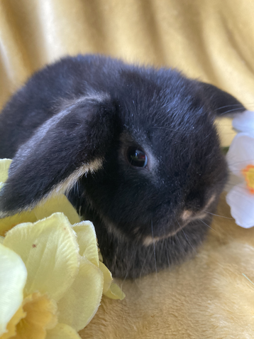 Rabbits For Sale - PERFECT BUNNIES